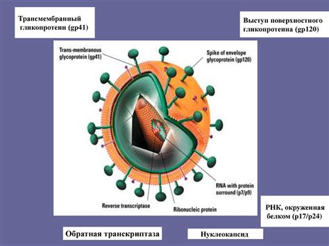 Муниципальное автономное учреждение дополнительного образования «дворец творчества детей и молодежи» муниципального образования г. ВИЧ - инфекция у детей - презентация онлайн