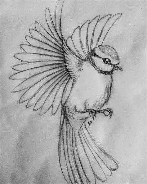 See more ideas about drawings, bird drawings, animal drawings. Pin on Art