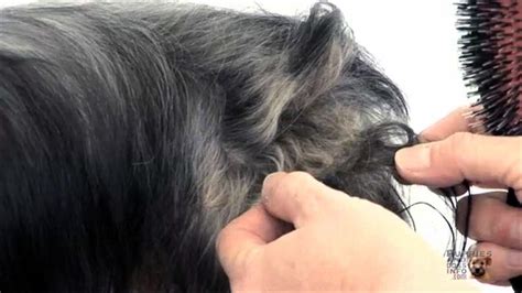 When you reach a mat, hold the fur closest to the skin with your fingers before brushing or pulling at the mat. How to Demat Your Dog the Easy and Painless Way - YouTube