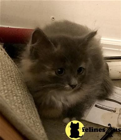 Although we specialize in the silver colors, we do have other colors available for sale. Siberian Kitten for Sale: Matilda 2 Yrs and 5 Mths old