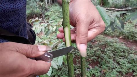 Maybe you would like to learn more about one of these? TECNIQUE AVOCADO GRAFTING TREE /TEKNIK SAMBUNG CEPAT BUAH ...