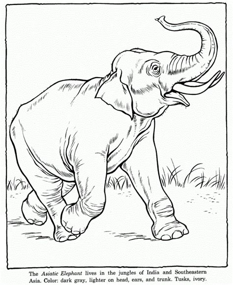 Download pets and wild animals coloring sheets. Free Printable Elephant Coloring Pages For Kids