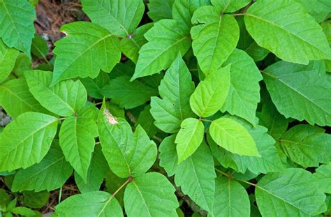 The most common cause for water blisters is repeated friction. Poison Ivy - Karas Health Care