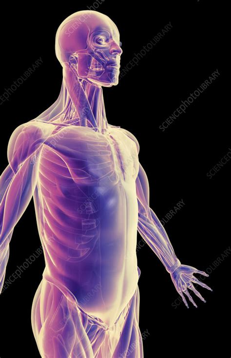 Upper body muscle names + oia. The muscles of the upper body - Stock Image - F001/3773 - Science Photo Library