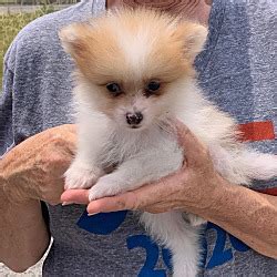 Finalize the adoption process either at a petsmart near you or at your local shelter. Salem, NH - Pomeranian. Meet Gregor a Pet for Adoption.