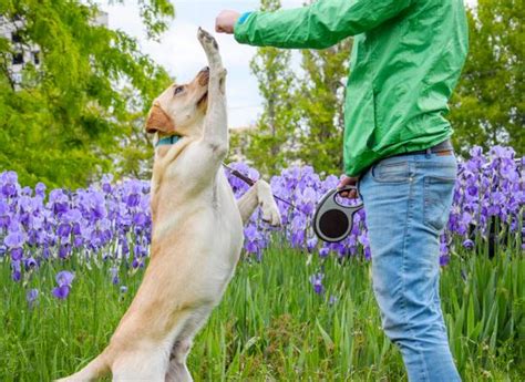 Als toilette kann daher auch ein offenes katzenklo verwendet kaninchen sind ständig am fressen. Wann ist ein Labrador ausgewachsen? - Labrador Lucky