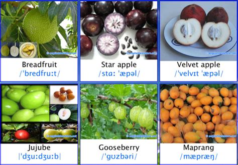 Dalam penggunaan kosakata khususnya bahasa inggris banyak sekali ragam yang bisa dipelajari. nama nama buah dalam bahasa inggris (bergambar) | belajar ...