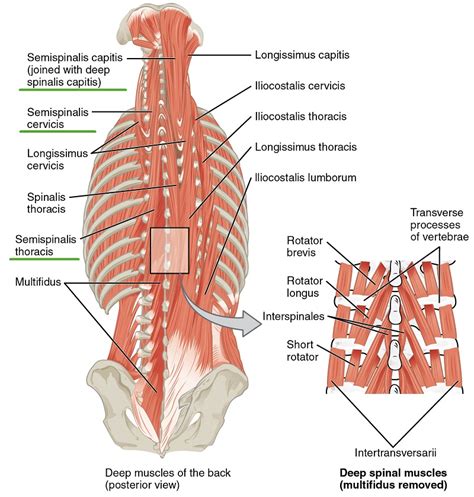 This article covers the anatomy of the superficial muscles of the back, including trapezius a collection of anatomy notes covering the key anatomy concepts that medical students need to learn. Intrinsic Back Muscles - Anatomy of the Torso | Medical ...