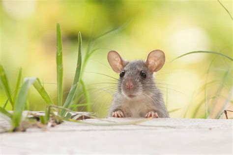 Une fois que vous vous serez débarrassé des souris dans les murs de votre domicile, il faudra ensuite vous concentrer sur les travaux à faire pour éviter qu'elles ne reviennent s'installer chez vous. Comment se débarrasser des souris dans votre maison ...