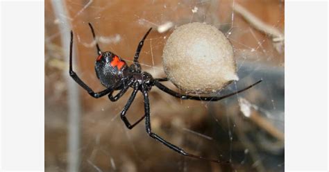 Like most spiders, the false widow's bite is venomous, but it almost always only has a mild effect on humans. ONCE PROVOKED WILL KILL!/Found on Bing from www.nachi.org ...