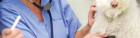 We strive to build lasting relationships with you and your pet so that you both feel safe and comfortable in our care. John Young Parkway Animal Hospital Orlando, Florida