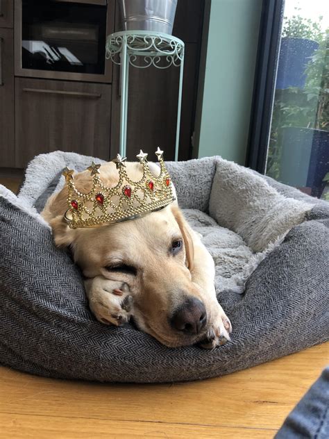 Huge collection, amazing choice, 100+ million high quality, affordable rf and rm images. It is this queens birthday 1 vote = 1 boop : doggos