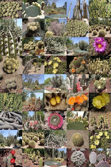 Suppose you're searching for a job, exploring a different career path or want to excel at your current job, we got you covered! Cactus Montage | Cactus, Buy cactus, Texture