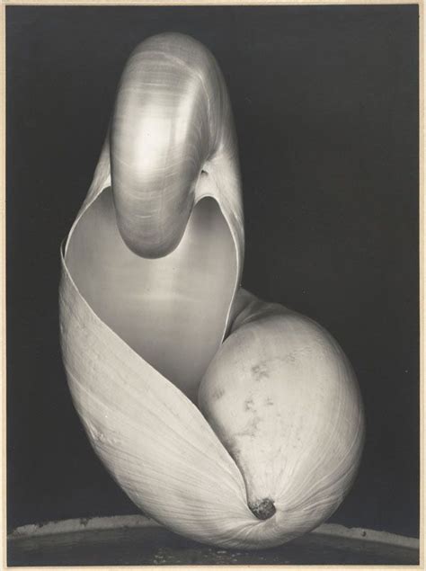 I was introduced to him a few years back and back in college we replicated his work of the pepper. Edward Weston 'Two Shells' 1927 Gelatin silver print ...