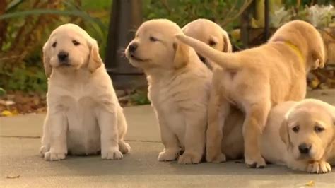 #10 how much are goldador puppies? "Surprise, It's a Puppy!" - Golden Lab or Husky Cross ...