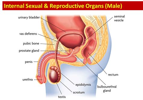 The male reproductive parts of a flower are much simpler than the female ones. Science - 8th Grade: Female and Male Reproductive Anatomy