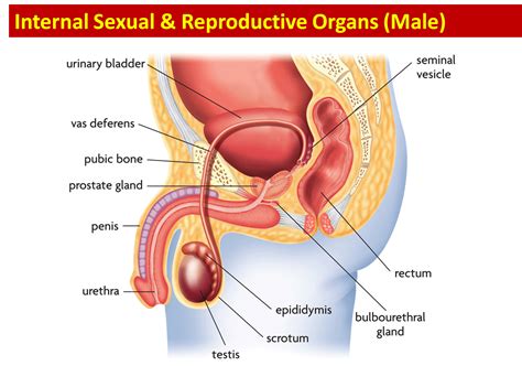 The transfer of pollen grains from anther to stigma takes place by a pollinating agent like insect. Science - 8th Grade: Female and Male Reproductive Anatomy