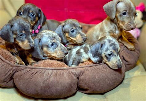 At dapple doxie, we have been working for years to produce beautiful quality dachshunds that are pleasing to the eye and correct to the standards. 88+ Dachshund Puppies Dapple For Sale - l2sanpiero