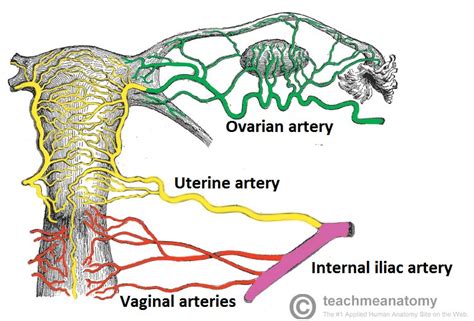 There are many different causes ranging from friction, reaction to soaps or beginning of content. The Cervix - Structure - Function - Vascular Supply ...