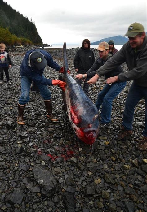 Nenhum peixe lua foi ferido na produção deste vídeo. No Mar Profundo: Peixe gigante é encontrado em praia no Alasca