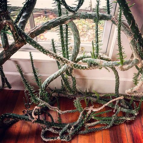 Growing cactus indoors isn't challenging. Modern Farmer on Instagram: "@andrewamelincx says his ...