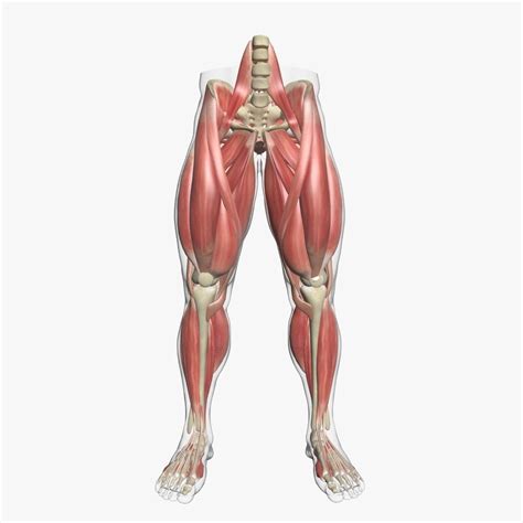 The four muscles that make up the quadriceps are the strongest and. Human Leg Muscle Anatomy 3DSmax | CGTrader