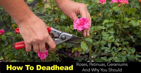 To care for rose bushes, work alfalfa meal or pellets into soil around the bushes (1 cup per large bush; Deadhead Flowers: Cutting Back Spent Blooms | Extending Season