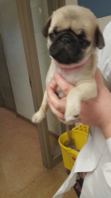 Ready now or taking deposits to hold for next litter. Open fontenal pug puppy. Not yet available for adoption ...