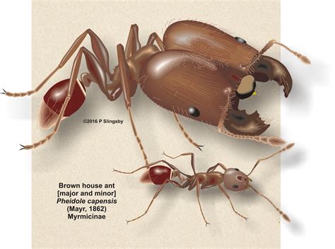 .head normalizing terms | klop's problem is finding a type for characterizing hereditary head infinite set of types such that typing in all these types characterizes hereditary head normalizing terms. - Ants of Southern Africa -: Pheidole species: House or Big-headed ants