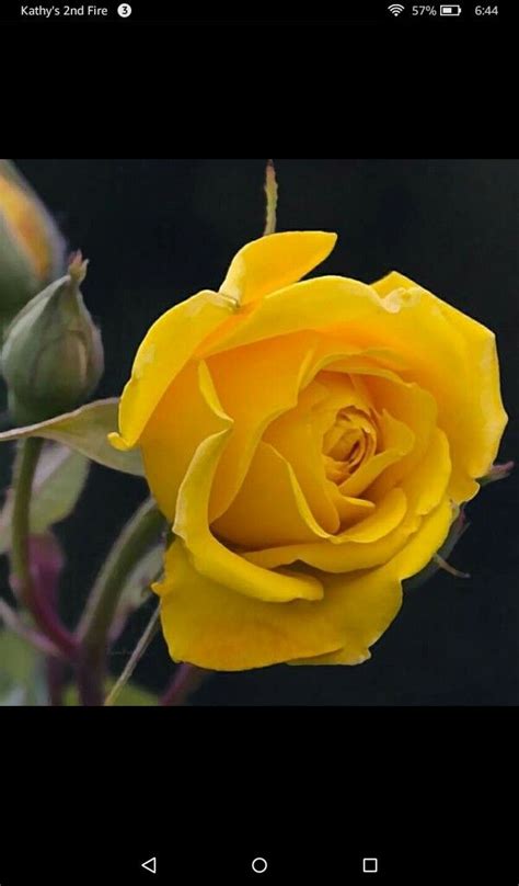 Check spelling or type a new query. Yellow rose means friendship | Rose, Flowers, Yellow roses