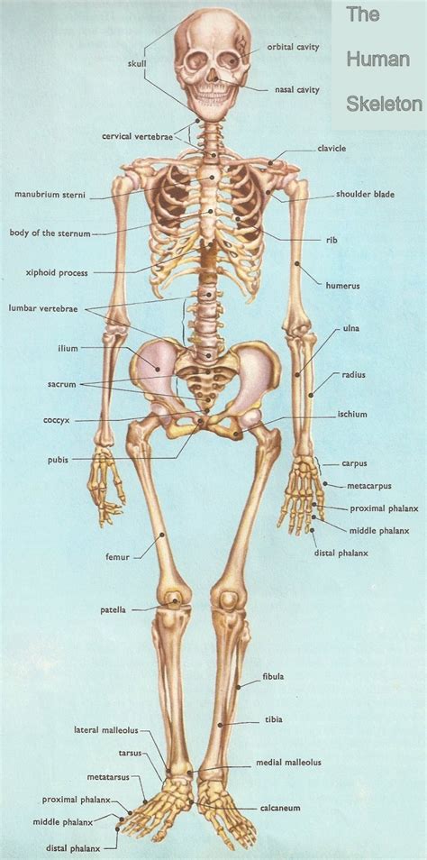 Welcome to innerbody.com, a free educational resource for learning about human anatomy and physiology. City Distributers: Human Bones