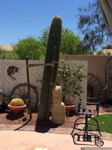 People who post original content oc will get special flair that looks like this: Xtremehorticulture of the Desert: Why Is Our Saguaro ...