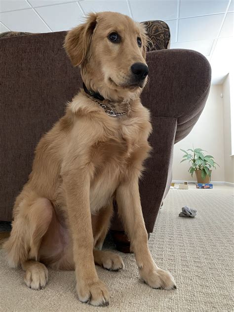 The sweet angel baby with puppy dog eyes. Golden Retriever Puppies For Sale | Albany, NY #335244