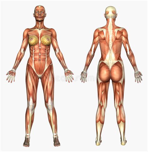 Human muscle system, the muscles of the human body that work the skeletal system, that are under voluntary control, and that are concerned with the following sections provide a basic framework for the understanding of gross human muscular anatomy, with descriptions of the large muscle groups. Human Anatomy - Muscle System - Female Stock Illustration ...
