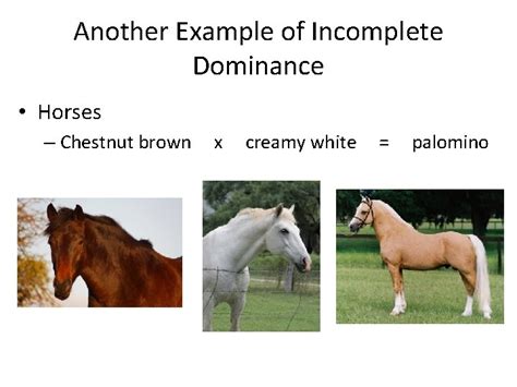 In genetics, dominant genes are those that are always expressed if they are found in an organism. Codomiance In Genetics Refers To: / Master Frameset ...