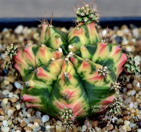 When we think of cacti and succulents, we usually think of desert plants that require intense heat and bright sun. #gymnocalycium mihanovichii variegata #desertplants # ...