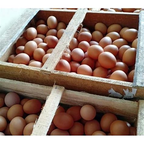 Maybe you would like to learn more about one of these? Jual Telur Ayam Horn Harga Bersaing / murah Sidoarjo oleh ...