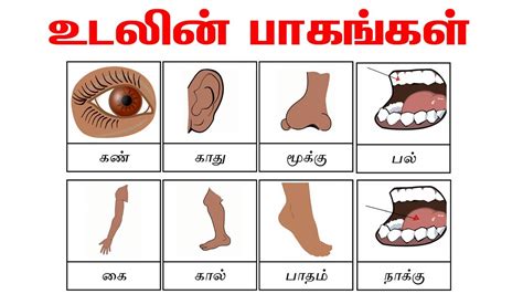 Parts of the body in Tamil for beginners | உடலின் பாகங்கள் ...