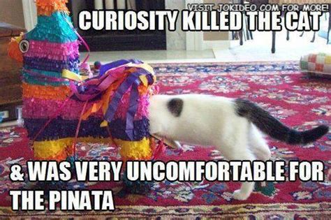 Being curious can get you into trouble. Curiosity killed the cat… - Bits and Pieces