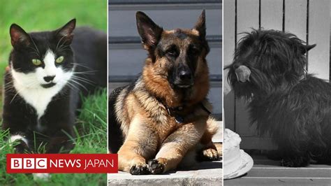 サスペンス / サスペンス・ミステリー / バイオレンス / ミステリー / 人情 / 家族 / 犯罪. バイデン氏、2匹の犬とホワイトハウスへ 歴代「ファースト ...