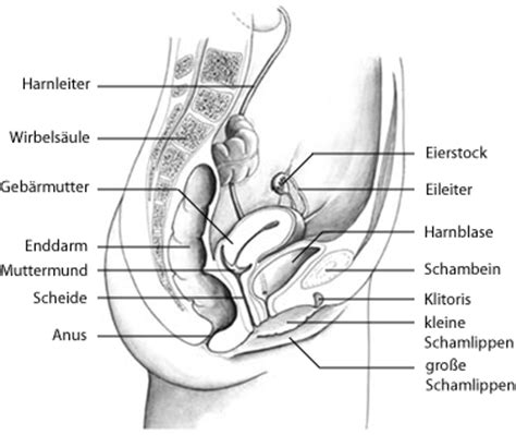 Schamlippen wund, geschwollen oder juckend. Scheide (Vagina) - Anatomie und Funktion