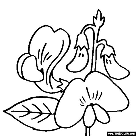 100% free flowers coloring pages. Sweat-Peas Flower Coloring Page | Color Sweat-Peas