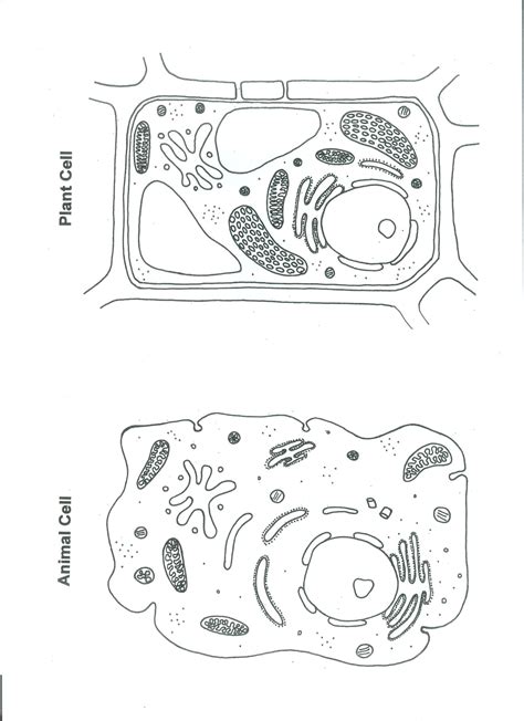 In plants there is an additional protective layer called the cell wall. Plant and animal Cell Color Worksheet : Biological Science ...