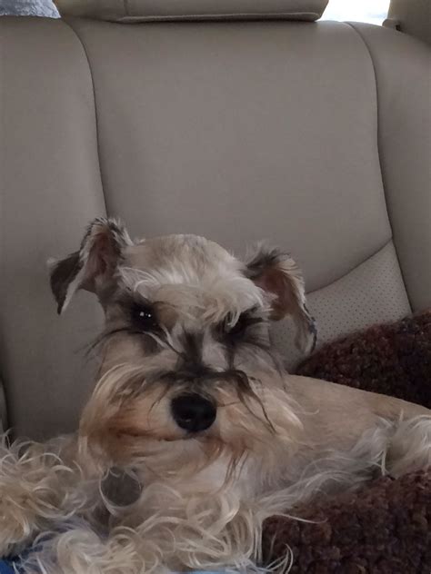 For nearly 8 years, our team of bonded & insured pet care providers offers flexibility in providing overnight pet care, drop by pet visits, daily walks. Chillin in the back seat schnauzer | Animal pictures ...