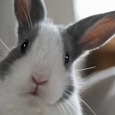 To insure your rabbit, providers usually propose lifetime and annual cover. Our Special Friends