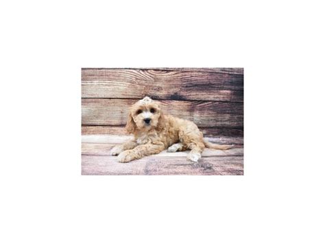 Cavachon-DOG-Male-Cream-2956286-Petland Katy