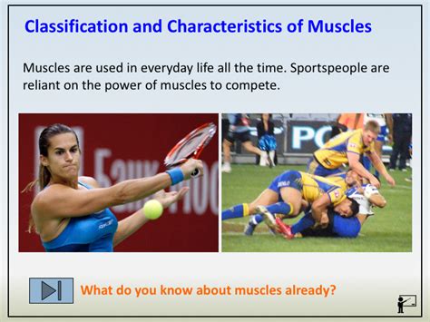 Maybe you would like to learn more about one of these? GCSE PE (Edexcel) - C1;T1.1.7 & T1.1.8 - Muscle Types ...