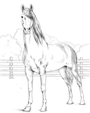 Paint horse coloring picture print or file pdf: Morgan Horse coloring page | Free Printable Coloring Pages