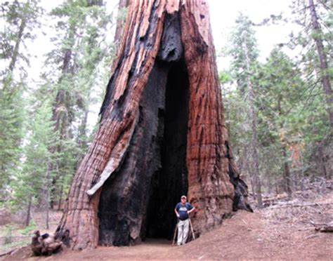 In 2011 was de stam van deze boom 36 meter 20 centimeter. test