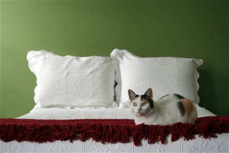 Dabei kann es sehr unterschiedlich sein, wo die katze/der kater unerwünscht pinkelt. Katze pinkelt ins Bett - so trainieren Sie ihr das ...